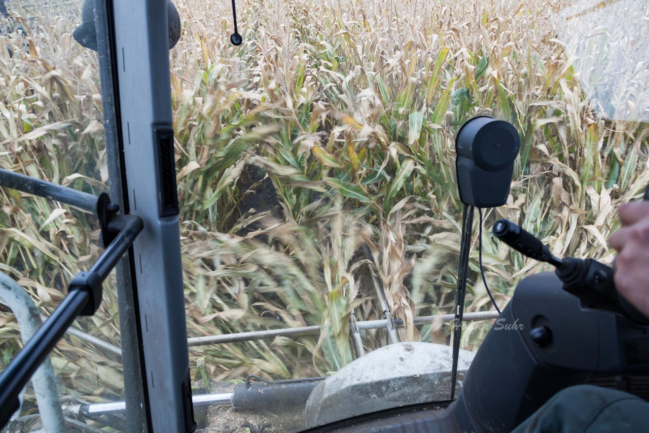 Bild 51 - Maisernte am 22.10.12